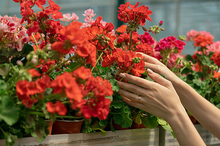 近亲女性的手 在园艺中心采摘花朵图片