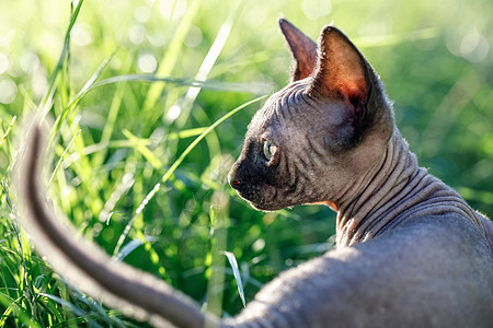 夏天在草原的深灰色青春小猫侧写肖像图片