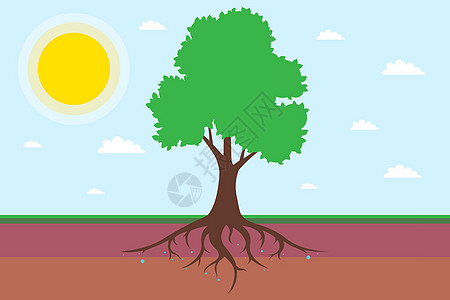 树根系统有叶子 将土壤分成一层 (此处)图片
