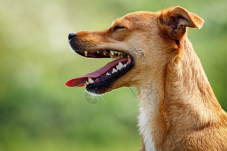 喜欢笑的棕色狗的肖像图片