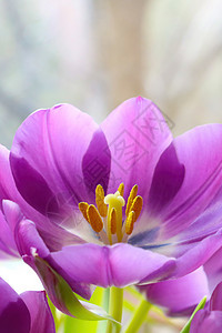 春天花园的紫色花朵郁金香花瓣墙纸植物花束植物群季节植物学场地蓝色公园图片
