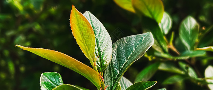 绿色树叶 春季或夏季的植物叶 自然和环境农村生物阳光乡村土地季节性活力地球生长季节图片