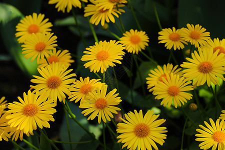 公园里美丽的黄色花朵仙子图片