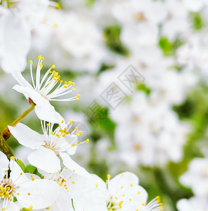 春园花树 树枝开花 自然与农业之美土地生态环境收成乡村园艺动作农村植物学植物群图片