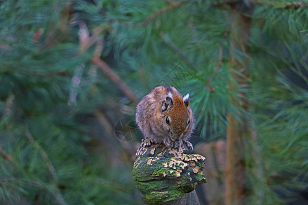 一只小松鼠坐在树上吃一个坚果图片