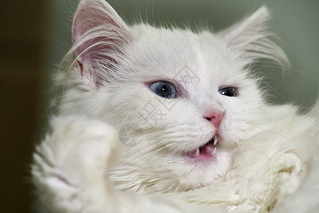 白色的土耳其金刚猫舔近身颜色宏乐趣猫咪宠物食物嘴唇眼睛爪子虎斑舌头头发图片