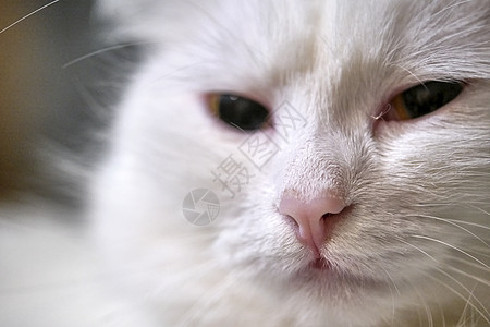 白猫脸色模糊背景的近相颜色图片