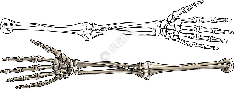 图形化黑白人骨手矢量图片