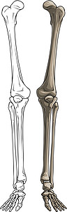 图形化黑白人骨腿矢量图片