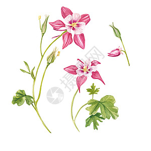 粉红色的耧斗菜花 手绘 外来植物 水彩画集的花朵和叶子 手绘花卉插图隔离在白色背景上 植物 适用于设计 明信片图片