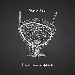 Blader 手绘图标 在黑色黑纸板背景上隔离;人类内脏器官; Sletch 风格;医疗项目设计概念;海报;生殖系统疾病图片