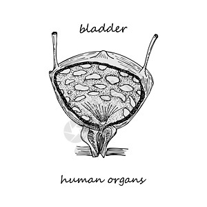 Blader 在白色背景上孤立的手绘图标;人类内脏器官;雕刻艺术;Scletch风格;医疗项目设计概念;海报;生殖系统疾病图片