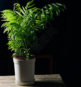 在黑本的锅里种植棕榈树桌子植物生长衬套盆栽制品黑色陶瓷叶子绿色图片