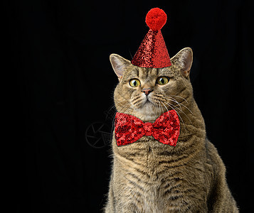一只戴着闪亮的红色帽子的成年灰猫 脖子上系着领结 这只动物坐在黑色背景上 嘴巴很滑稽 很严肃背景图片