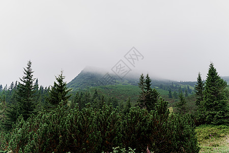 Karpathians山的雨和雾天喷发 乌克兰美丽自然 我国旅游业 与自然统一远足环境农村公园旅行天气叶子树木风景爬坡图片