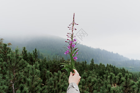 在喀尔巴阡山的草原上 有柳草在手 森林中美丽的景色与雾雨相伴 通往戈弗拉顶端的道路图片