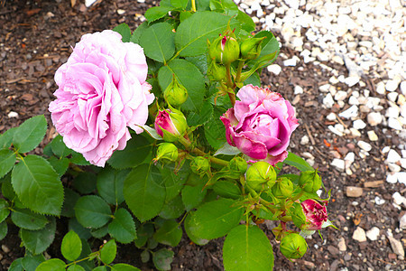 春天公园里有朵粉红色花园玫瑰图片