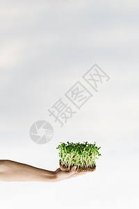 Microgreen 与土壤在手特写 男人手里拿着绿色的葵花籽 健康素食食品配送服务的理念院子农业花园园丁日光男性植物生长农民生图片