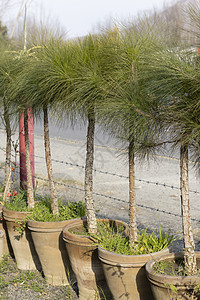 松树生长在植物苗圃中较大的锅里图片