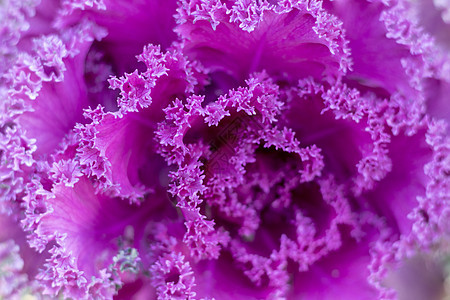 花朵植物特写图片