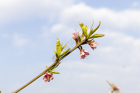 桃树在春天开花背景图片