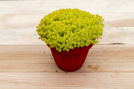 黄皇后在锅中聚积植物学花园园艺叶子藤蔓植物群星星季节药品灌木图片