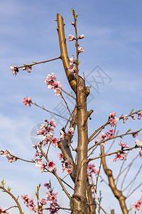 桃子果树花枝背景图片