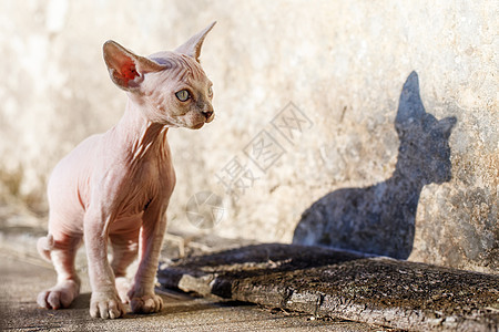 菲芬克斯粉红小猫 没有皮毛和影子 在混凝土背景中图片