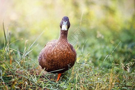草地中的深褐鸭巧克力账单农场水鸟棕色羽毛动物国家乡村绿色背景图片
