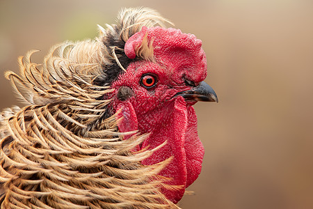 红色公鸡的近距离肖像 头部在浅棕色背景下图片