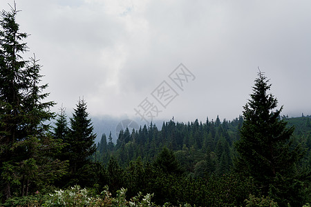 Karpathians山的雨和雾天喷发 乌克兰美丽自然 我国旅游业 与自然统一远足顶峰农村环境爬坡树木天空叶子风景丛林图片