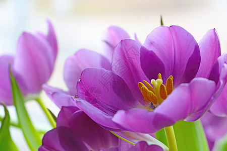 在春天或夏天 花朵盛开的丰满郁金香郁金香图片