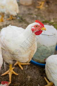 农场的鸡棚 有选择的焦点母鸡食物肉鸡太阳养鸡场鸡舍动物家禽眼睛饲养场图片