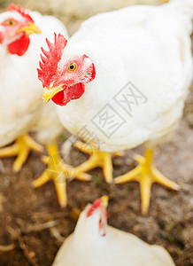 农场的鸡棚 有选择的焦点养鸡场羽毛母鸡女性鸟类太阳动物家禽肉鸡眼睛图片