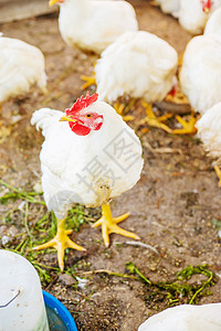 农场的鸡棚 有选择的焦点农业动物太阳饲养场家禽羽毛养鸡场女性家畜鸡舍图片