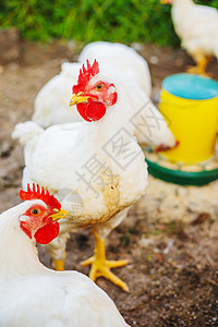 农场的鸡棚 有选择的焦点养鸡场食物饲养场鸟类眼睛动物农业家禽女性公鸡图片