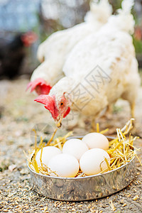 农场的鸡棚 有选择的焦点谷仓鸟类眼睛家禽羽毛食物饲养场家畜母鸡工厂图片