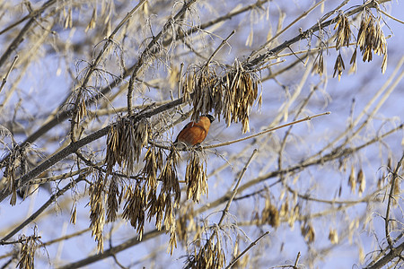 雄公牛吃木薯种子 鲜艳多彩的鸟在树枝上觅食 森林中阳光明媚的冬天图片
