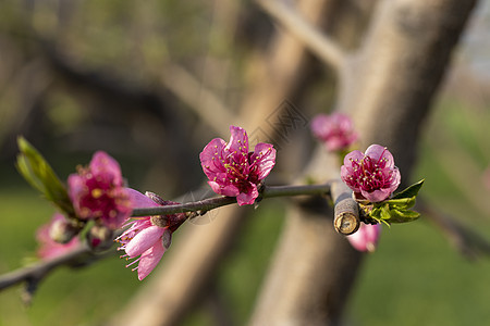 桃果花的近视枝条花朵风景桃花植物学蓝色生长农村植物树枝背景图片