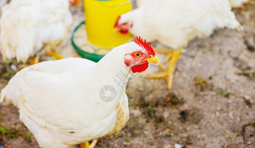 农场的鸡棚 有选择的焦点动物母鸡鸡舍公鸡眼睛农业养鸡场女性羽毛谷仓图片
