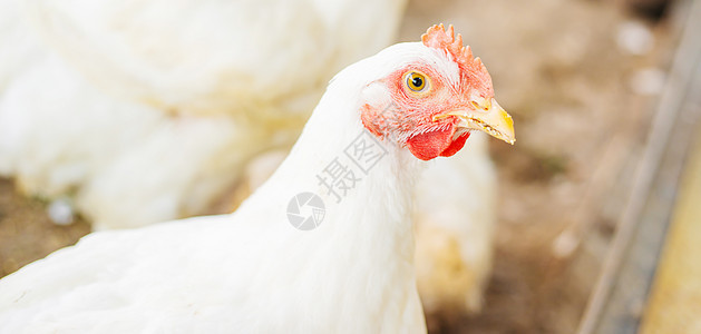 农场的鸡棚 有选择的焦点工厂农业女性谷仓食物肉鸡鸡舍养殖鸟类饲养场图片