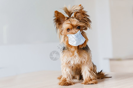 戴着医用面具的约克夏犬 白色背景前戴外科口罩的狗用于预防冠状病毒 大流行 保健犬的概念小狗医疗宠物棕色头发崇拜医生猎犬工作室犬类图片