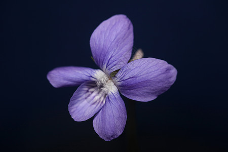 紫花花朵 紧贴着家族 维罗蕾莎家族紫色花坛植物群季节蓝色中提琴花瓣花束植物学花园图片