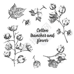 棉花植物的树枝 鲜花和叶子 手绘植物素描插图 雕刻风格 黑白插图拖拉机植物学标识草图花束质量纺织品墨水草本植物场地图片
