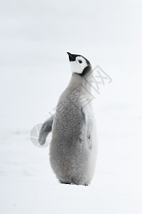 一只皇帝企鹅小鸡 在南极洲密闭婴儿冻结水平动物讲话白色家庭野生动物图片