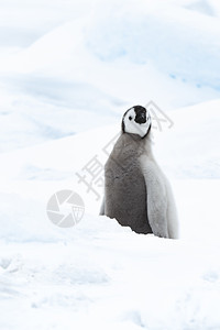 一只皇帝企鹅小鸡 在南极洲密闭讲话白色冻结婴儿动物水平家庭野生动物图片