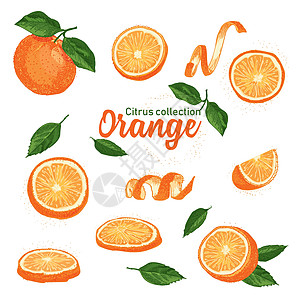 彩色手绘热带柑橘类水果 橙子 水墨素描风格 模板菜单 食谱 贺卡的好主意图片