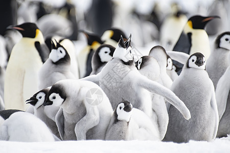 皇帝企鹅殖民地和南极洲冰上的小鸡图片