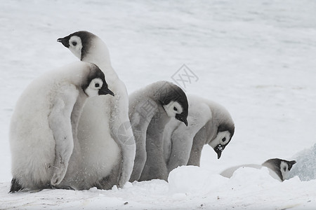 宝宝100天皇帝在南极洲的冰上捕企鹅小鸡家庭讲话婴儿冻结野生动物白色水平动物背景