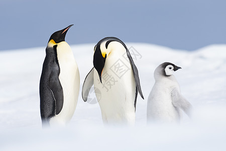 两只天皇企鹅和雪山小鸡讲话水平野生动物冻结家庭皇帝动物婴儿父母白色图片